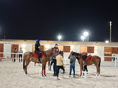 Almubarakat Stud - Riyadh - +966 55 987 6090