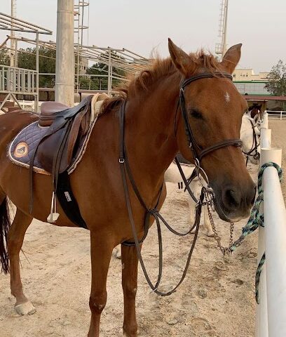 إسطبل د/حامد المطبقاني - Jeddah - +966 50 567 6000