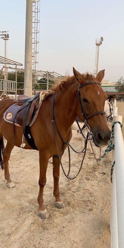 إسطبل د/حامد المطبقاني - Jeddah 23641