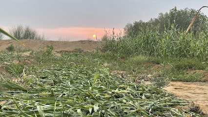 مراح يحي مرير -  - +966 54 688 8218