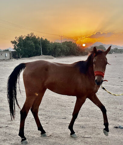 مربط سعود للخيل والفروسية - Al Madinah Al Munawwarah - +966 56 816 1124