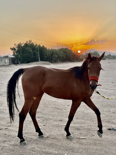 مربط سعود للخيل والفروسية - Saudi Arabia|Al Madinah Al Munawwarah 42723|H9RH+PG
