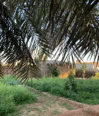الصيفي - Hail - +966 55 987 8879