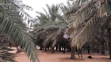 مزرعة سعود الهويدي - Buraydah - +966 54 537 0770