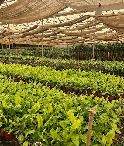 Ita Agri Ltd - Farm - Al-Muzahmiya - +966 55 667 9984