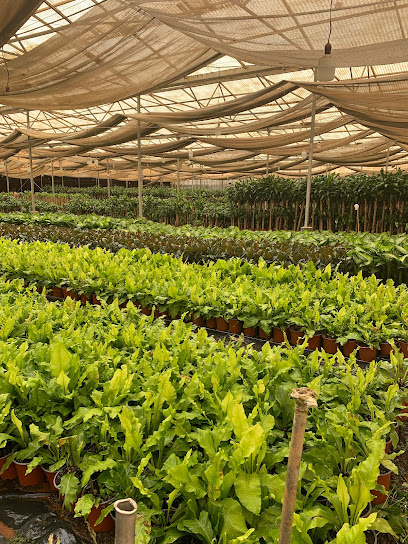 Ita Agri Ltd - Farm - Saudi Arabia|Al-Muzahmiya 19831