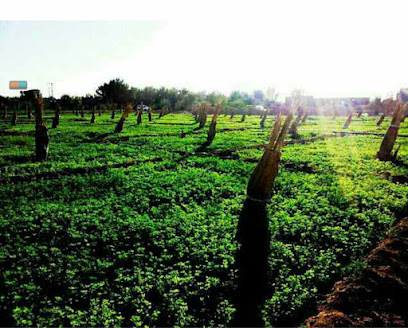 RIM rural farm in Dalam - Ad Dilam - +966 55 510 8787