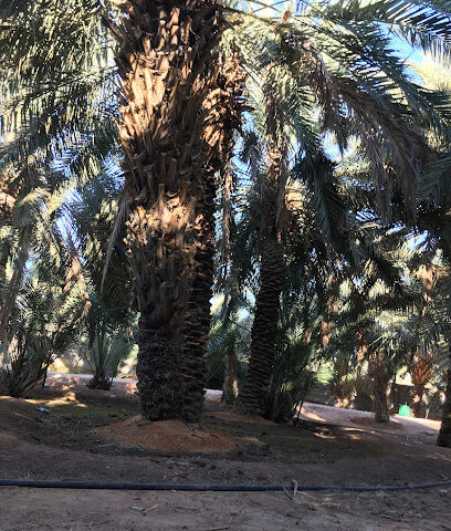 العريفانية - المشاش الطريق الزراعي الشمالي - +966 50 067 4441