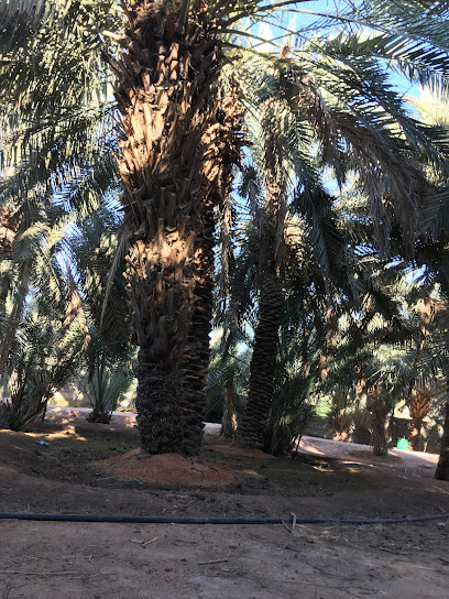 العريفانية - Saudi Arabia|المشاش الطريق الزراعي الشمالي
