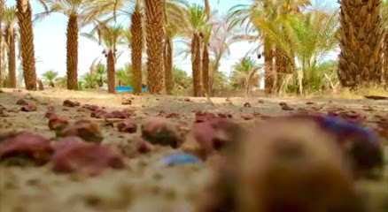 مزرعة بيشي بن علي بن سفران القرني (رحمة الله) - Bisha -