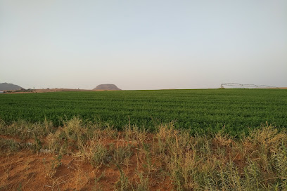 Yousef Almurib Farm -  - +966 50 412 6134