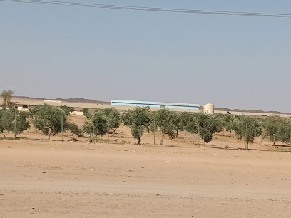 Olive Field - Hail -