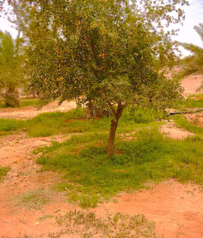 مزرعة ضاحى السعيدى - Al Majma'ah -