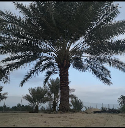 الطوقاني - Safwa -
