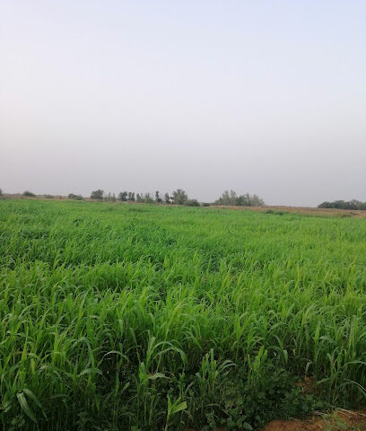 مزرعة موسى حيدر عطيف - Al Aroos - +966 50 950 3972