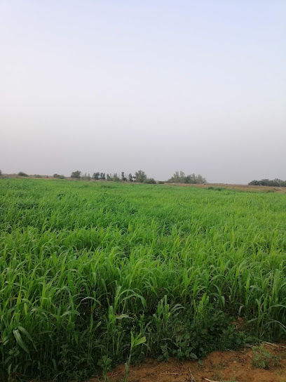 مزرعة موسى حيدر عطيف - Saudi Arabia|Al Aroos 84578|قرية|VRJF+886