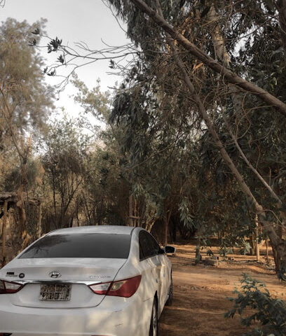 مزرعة آبو وليد المطيري - Al Artawiyah - +966 53 180 0336