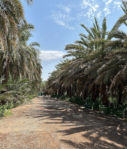 مزرعة ناحي العوفي - Al Madinah Al Munawwarah - +966 55 618 8823