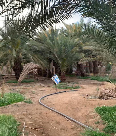 مزارع بن معيان الناشري - Al Hifah -