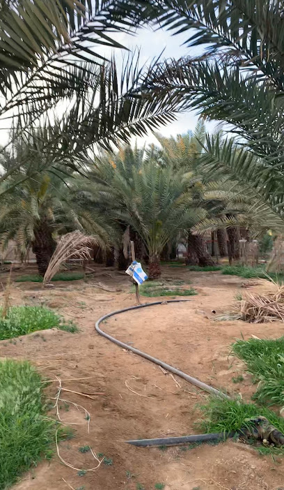 مزارع بن معيان الناشري - Saudi Arabia|8596، بيشة 67754 4224،