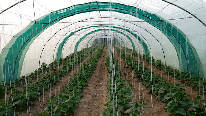 Farm Jubail - Al Jubail -