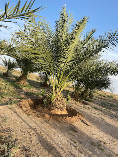 مزرعة أبو سفر - Saudi Arabia|فيضة جريسة 17420|C6MM+3P