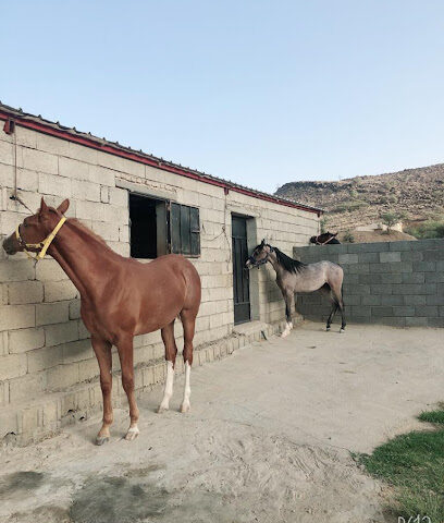 مربط أصايل الفوهة للخيل العربية الأصيلة - Al Bashayer - +966 55 445 2712