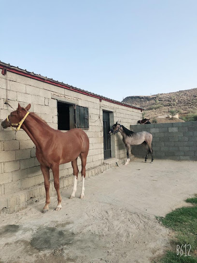 مربط أصايل الفوهة للخيل العربية الأصيلة - Saudi Arabia|Al Bashayer 61995|الفوهة