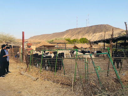 Marwani Farm - Al Khoar -
