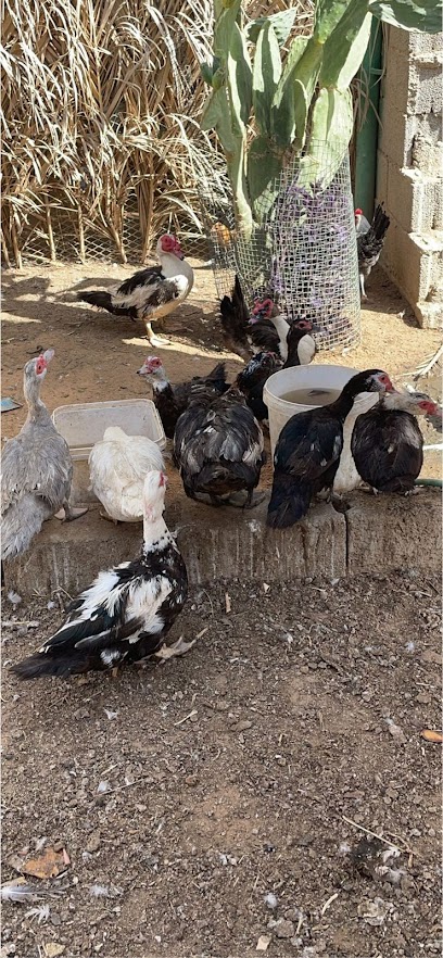 ابو عبدالرحمن لبيع الطيور - Saudi Arabia|Sakaka 72443|3066
