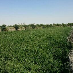مزرعة الشرب الشرقي - Dammam -