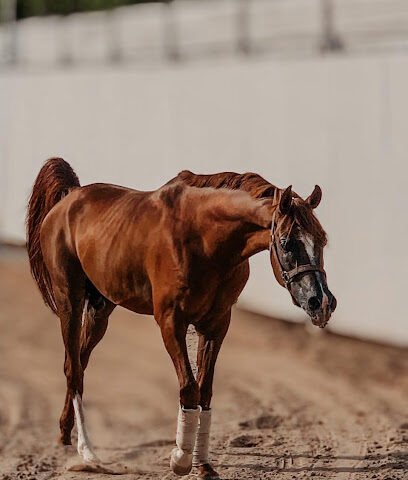 نادي الفروسية النسائي - Al Jubail - +966 50 073 6080
