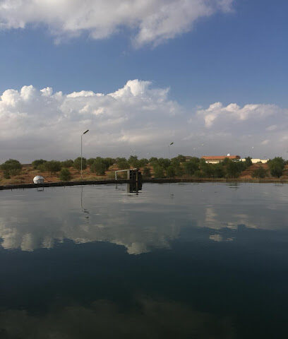 زيتونه - Saq -