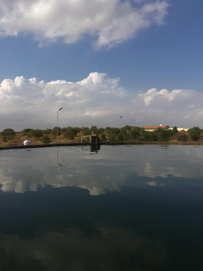 زيتونه - Saudi Arabia|Saq 54697|87J7+9CW