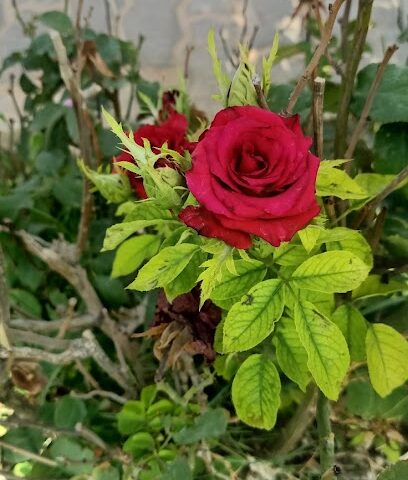 Alrubayan’s farm - Al Bukayriyah -
