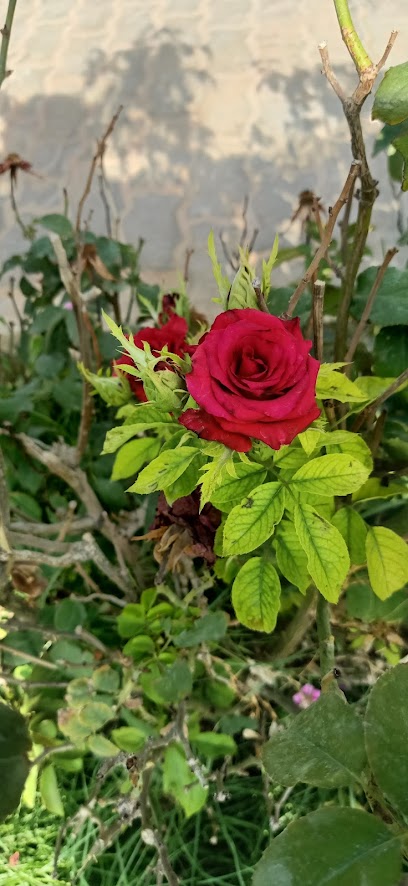 Alrubayan’s farm - Saudi Arabia|Al Bukayriyah 52745|7332