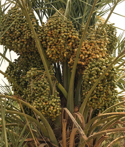 أسترا الزراعية - الخرج - Al-Kharj - +966 53 188 8493