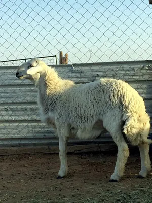 AL-Khumasia Feed And Animal Products الخماسية للأعلاف و الإنتاج الحيواني - Riyadh - +966 11 419 1414
