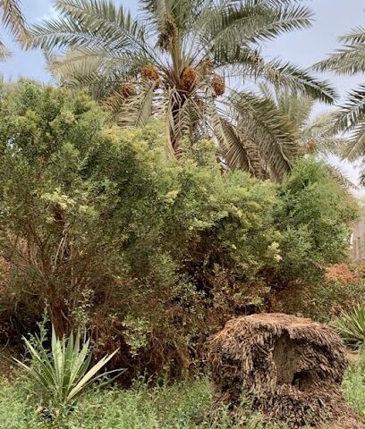 مزرعة الجهير _ وقف محمد المغير - Al Madinah Al Munawwarah - +966 50 530 5894