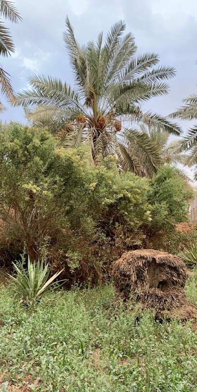 مزرعة الجهير _ وقف محمد المغير - Al Madinah Al Munawwarah 42316