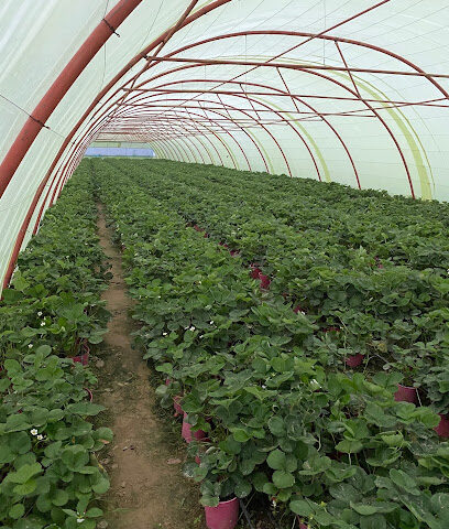 Reef Alnamas Strawberry Farm - الظهارة - +966 55 822 1014