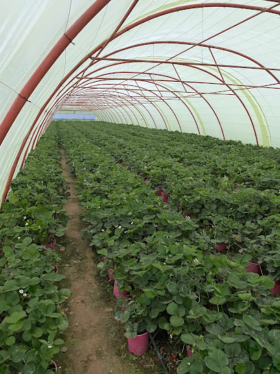 Reef Alnamas Strawberry Farm - Saudi Arabia|الظهارة 67398|King Faisal Rd