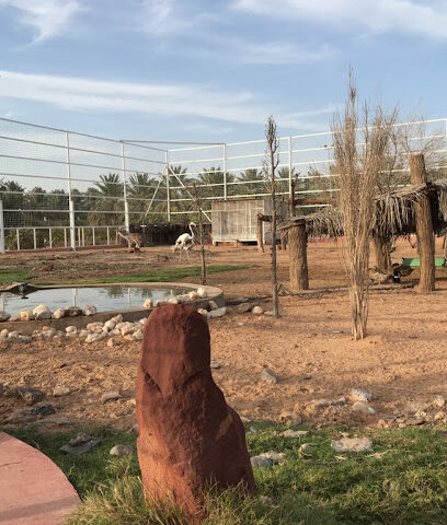 مزرعة الشيخ علي عبدالله الشعيبي - Al Bukayriyah - +966 55 560 9552