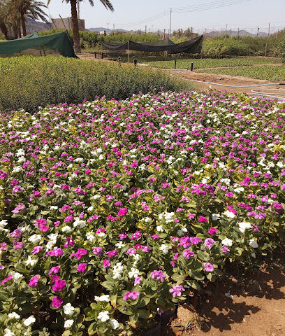 مشتل ابدولا خاليك - Al Jumum - +966 50 860 7881