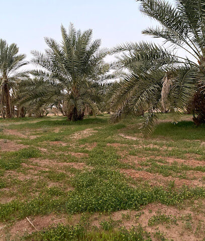 مزرعة العروس - Marat - +966 55 510 0515