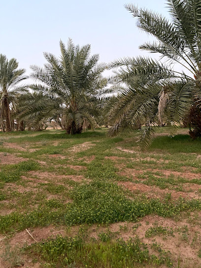 مزرعة العروس - Saudi Arabia|Marat 15569|3FGP+C6R