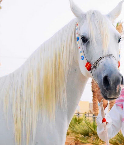 اسطبل أخيل للخيل العربية الاصيلة Akial Stud - Riyadh -
