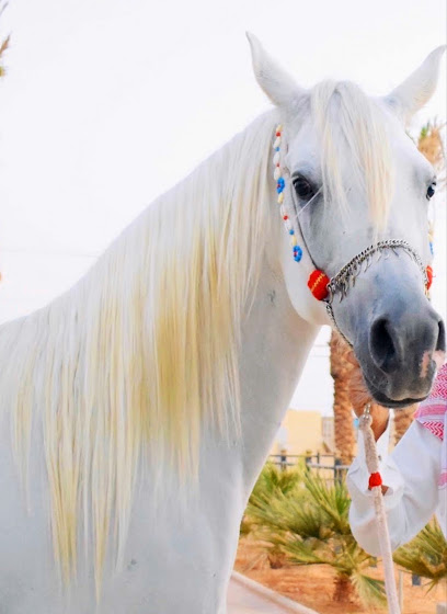 اسطبل أخيل للخيل العربية الاصيلة Akial Stud - Saudi Arabia|Riyadh 13635|Al Janadriyyah|Al Janadriyah Rd