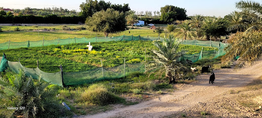 مزرعة محمد بن مرعي - Al Jubail - +966 55 590 4112