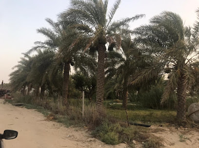 مزرعة محمد سعد الزعبي - Safwa - +966 50 584 0372
